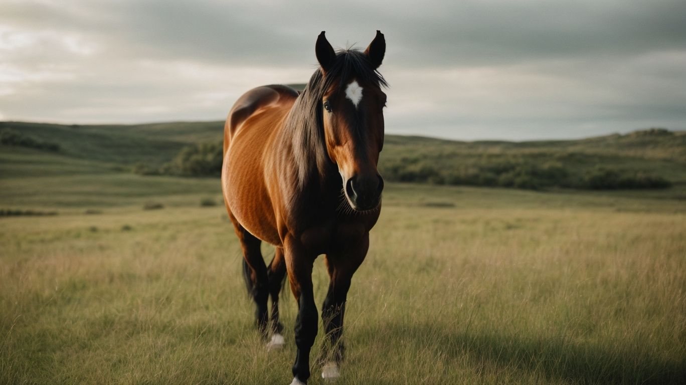 Conclusion - Does Your Horse Need Grain 