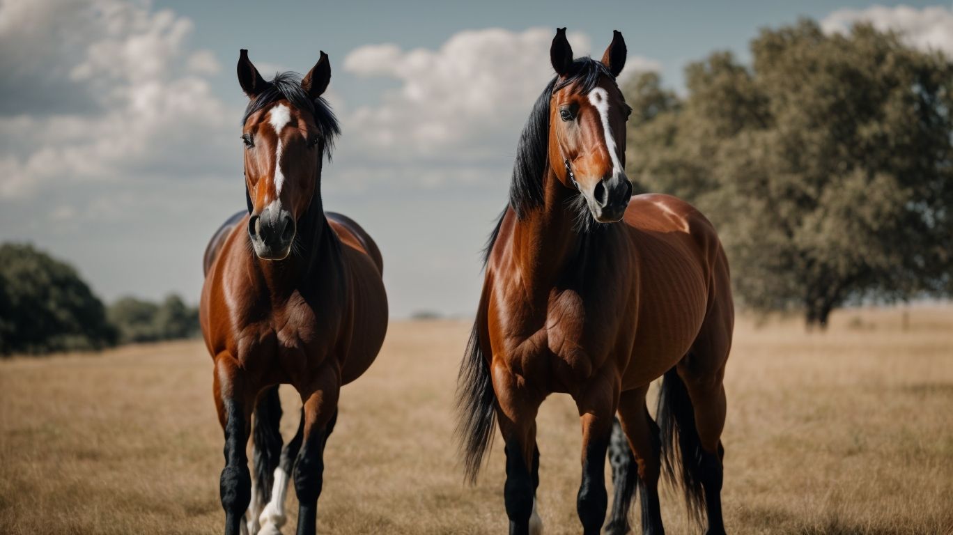 History of Quarter Horse - Quarter Horse Vs Hanoverian 