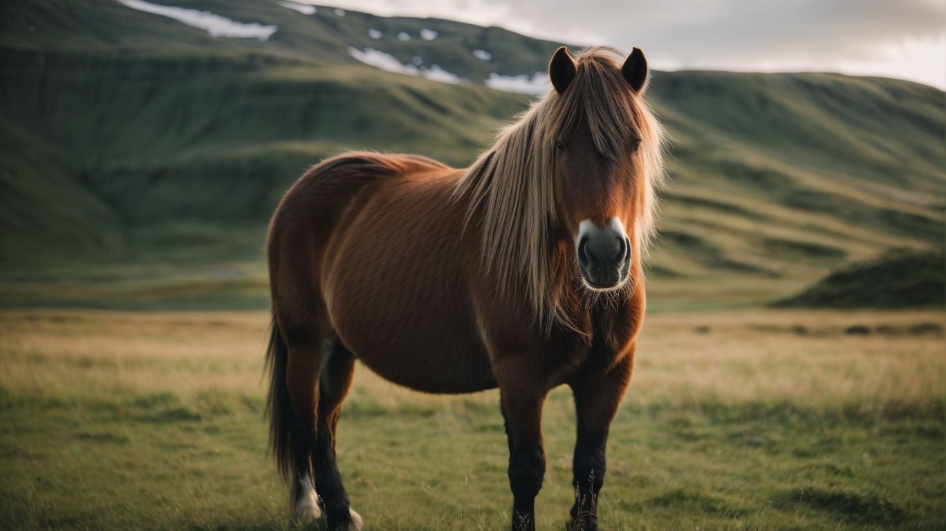How Are Icelandic Horses Bred? - Guide To Icelandic Horses 