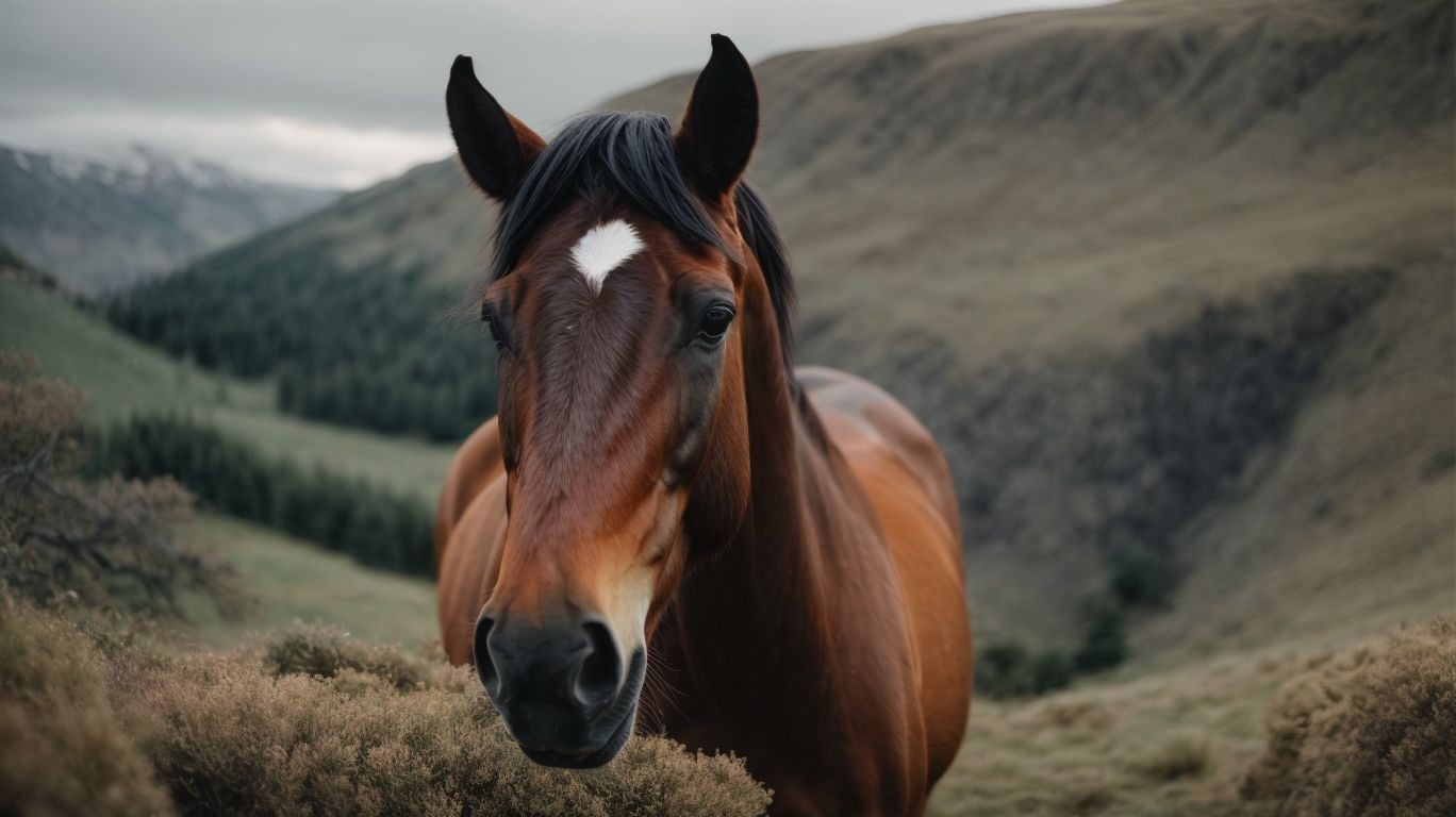 How Do Horses Read Human Emotions? - How Horses Read Human Emotions