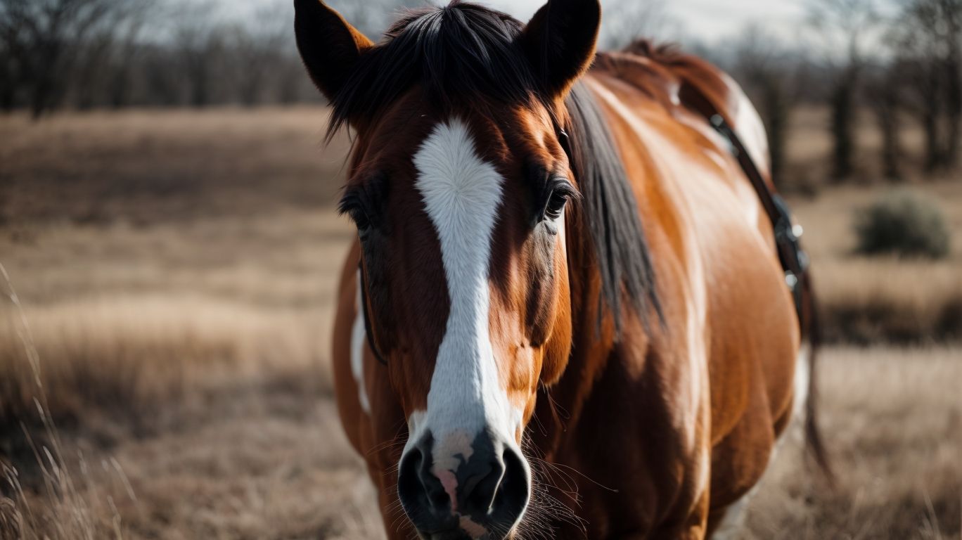 How to Properly Use a Horse GPS Tracker? - Best Horse GPS Trackers 