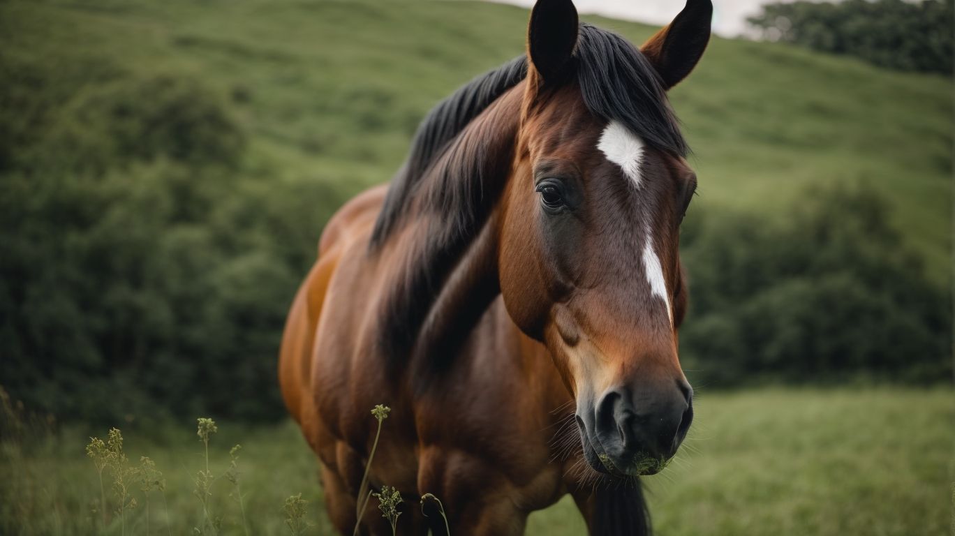 What Are Colt Horses? - Understanding Colt Horses 