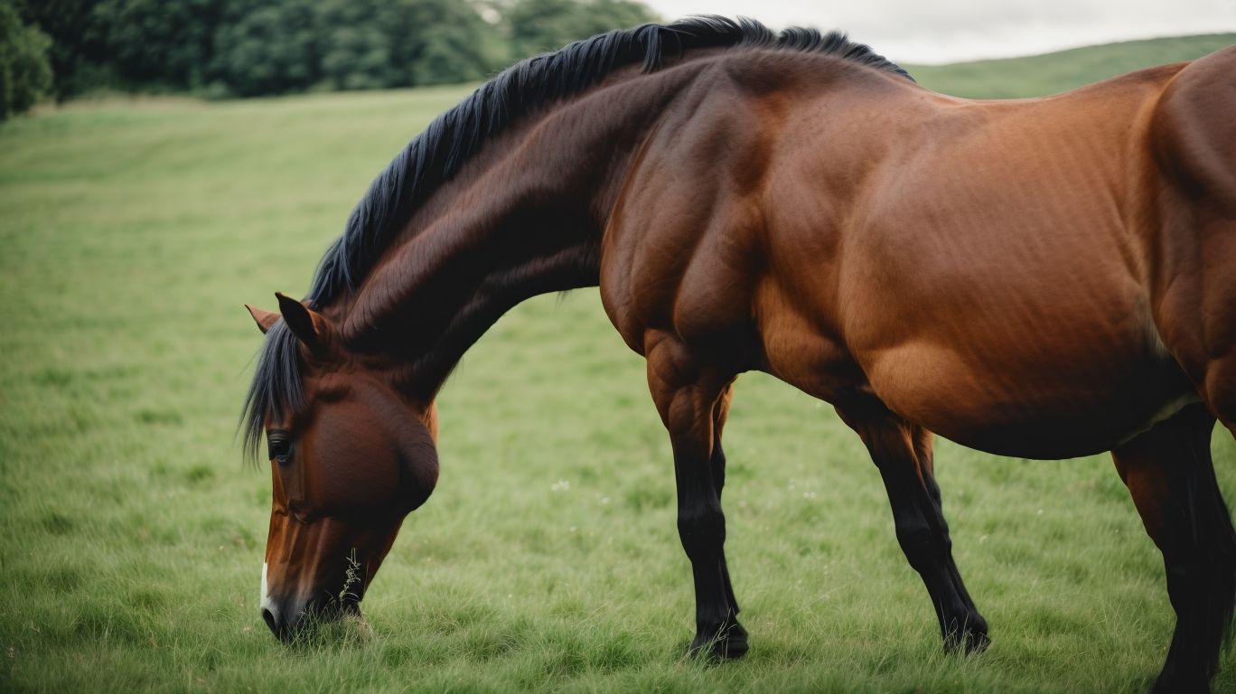What Are Some Tips for Increasing a Horse
