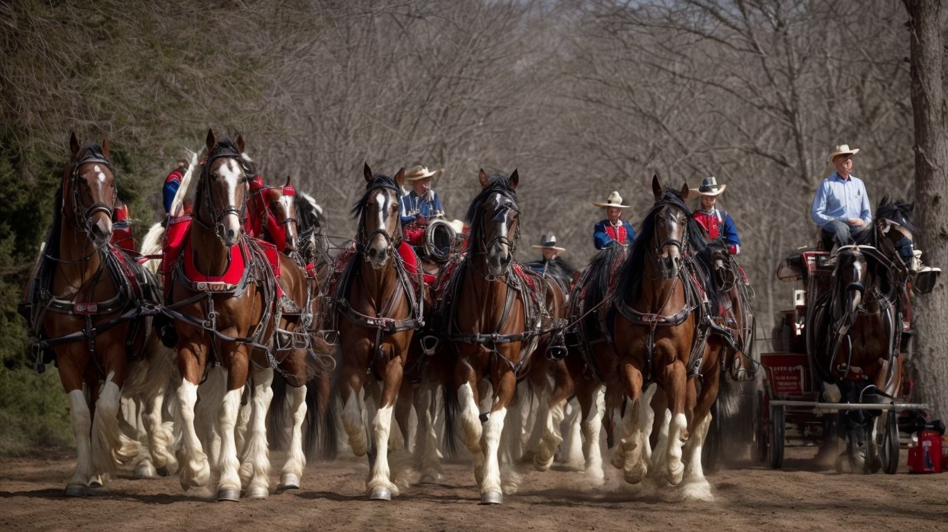 What Are The Budweiser Clydesdales? - Budweiser Clydesdales Facts 