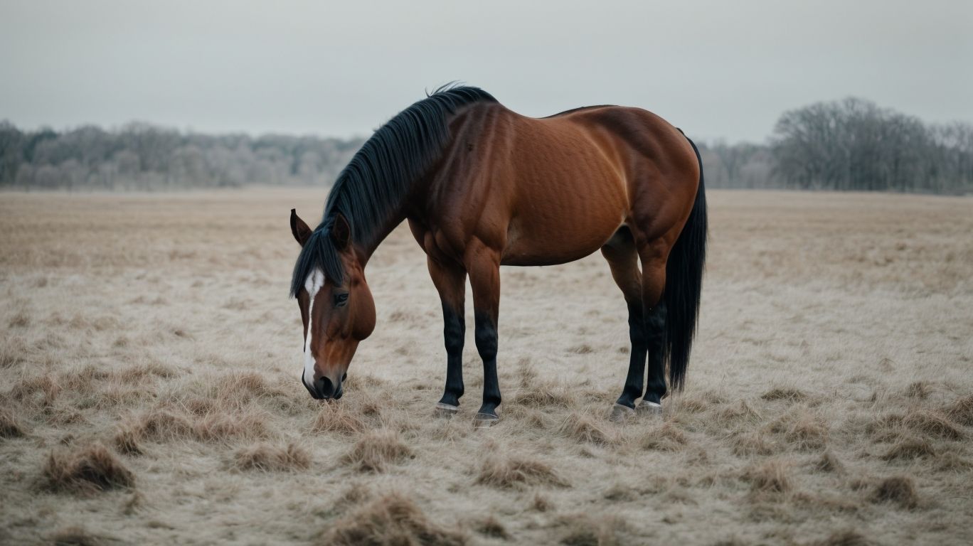 What Are the Causes of a Cold Horse? - Do Horses Get Cold 