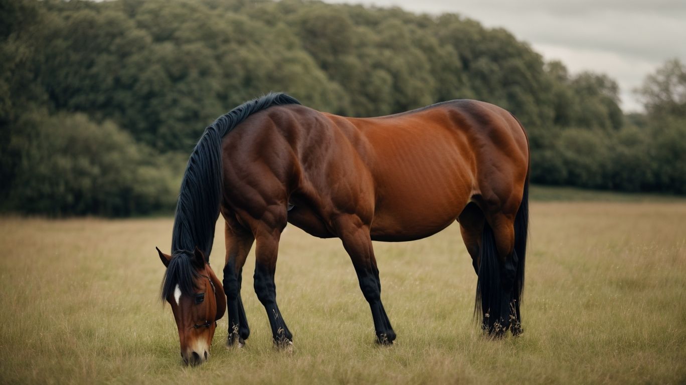 What Are The Characteristics Of The Selle Francais Horse Breed? - Selle Francais Horse Breed Facts