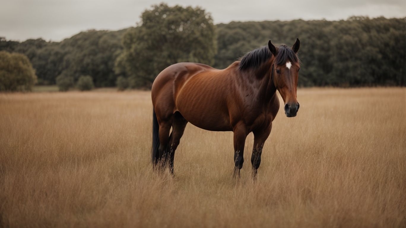What Is A Gelding Horse? - What Is A Gelding Horse 