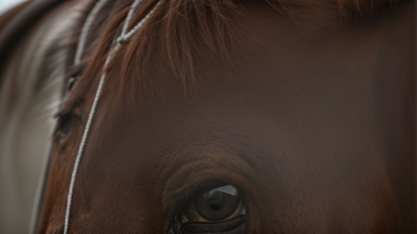 What is the Horse Brain? - Understanding Horse Brain 