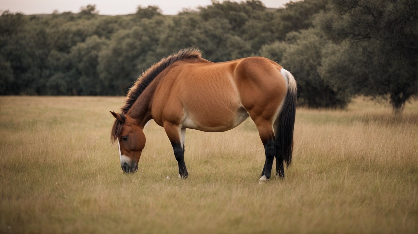 What Is the Reproduction of Przewalski