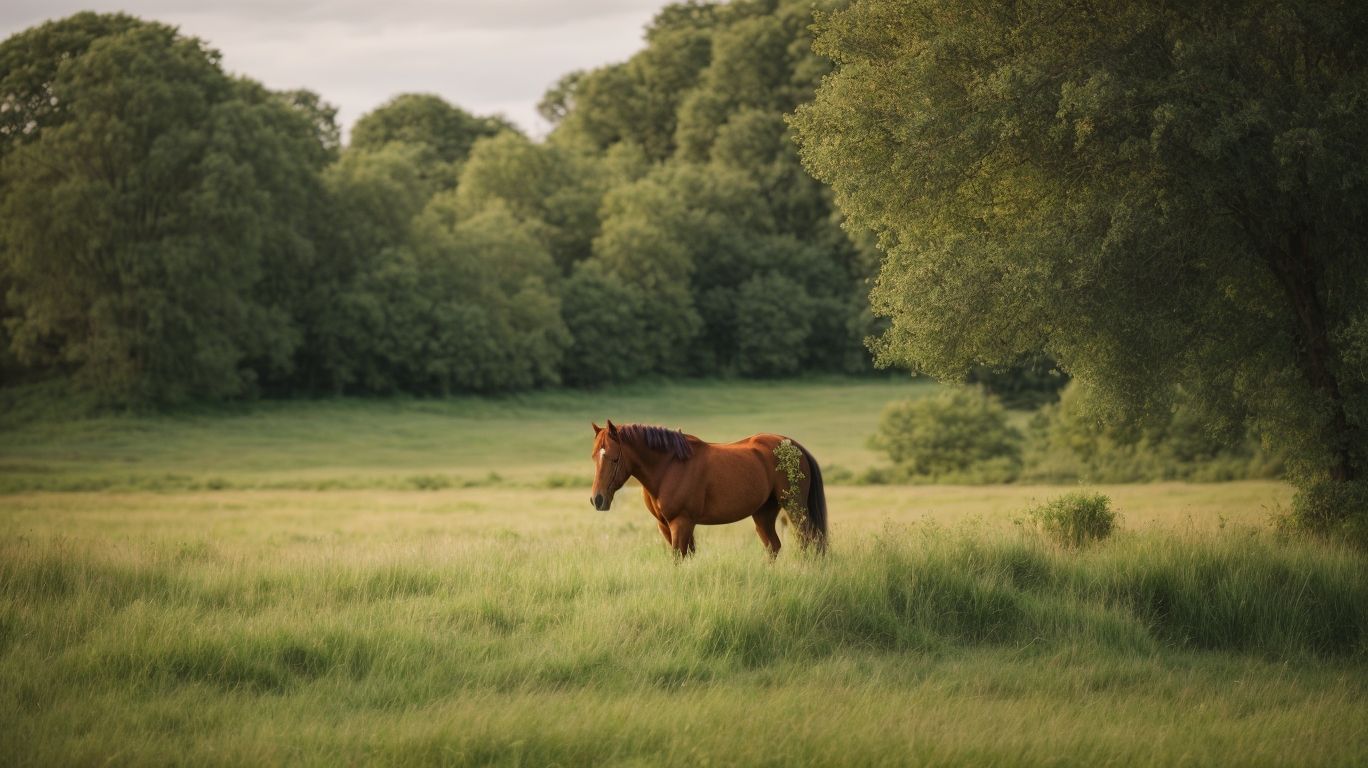 Where Can You Find A Suffolk Punch Horse? - Suffolk Punch Horse Breed Facts 