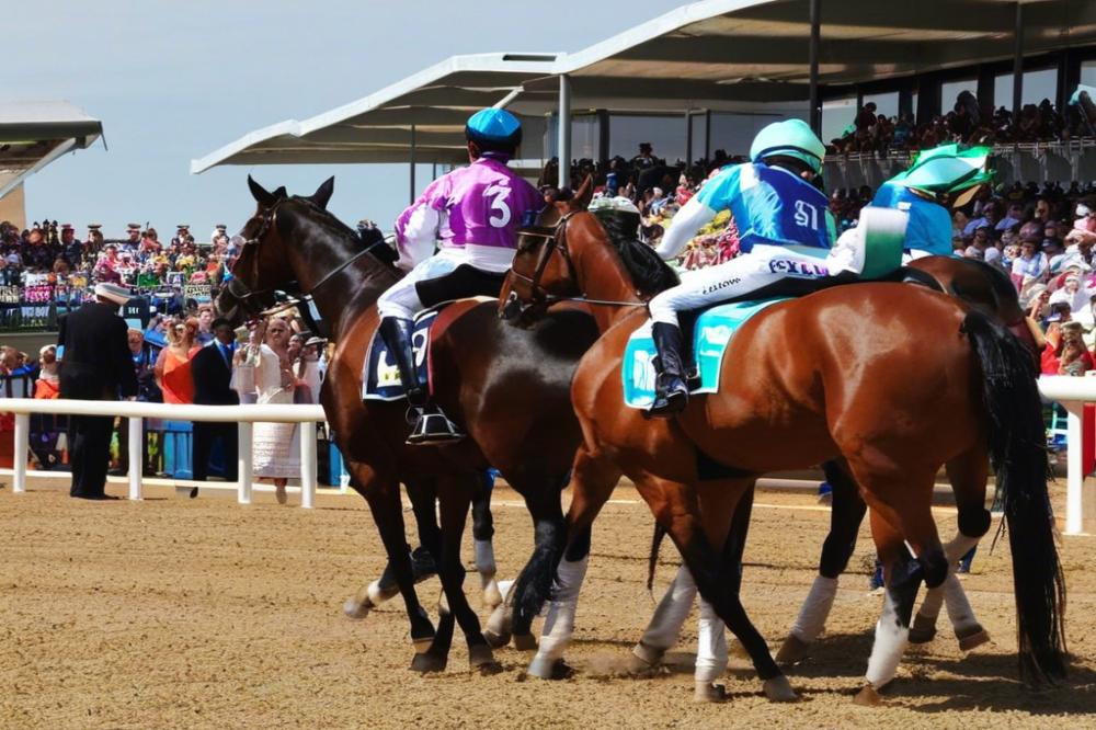 dingo-racecoursedingo-queensland-experience-it
