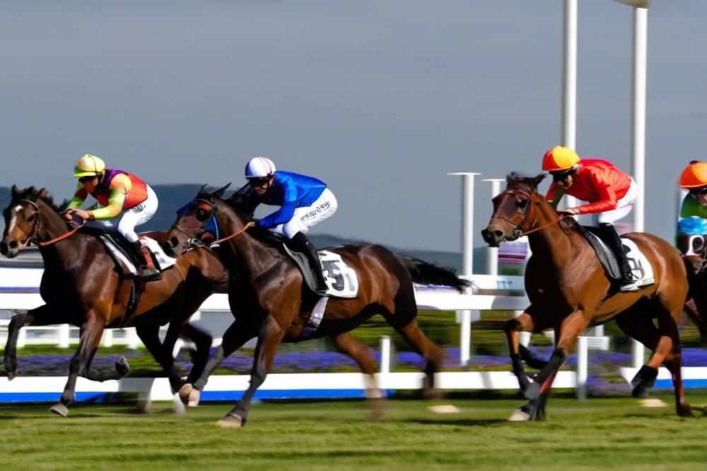 hippodrome-de-la-fontainele-sap-a-hub-for-local