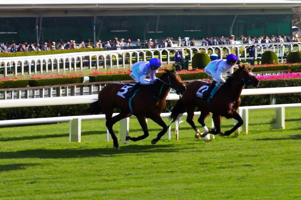 hippodrome-du-petit-valenaychteauroux-a-great-p